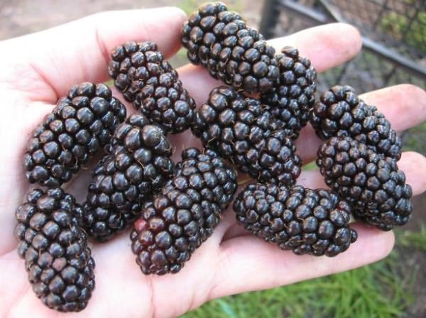 Grote foto bramen soorten met super grote vruchten tuin en terras fruitbomen