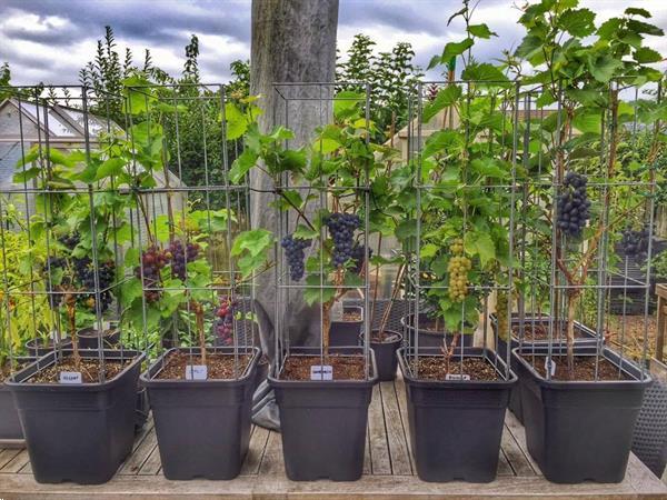Grote foto zelf kweken 30 unieke plantrekken voor zelfkweker tuin en terras bloemen en planten