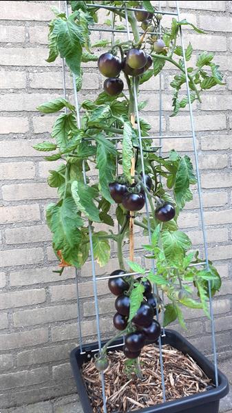 Grote foto zelf kweken 30 unieke plantrekken voor zelfkweker tuin en terras bloemen en planten