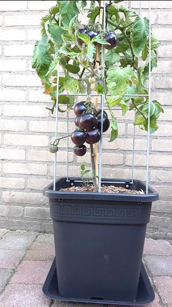 Grote foto zelf kweken 30 unieke plantrekken voor zelfkweker tuin en terras bloemen en planten