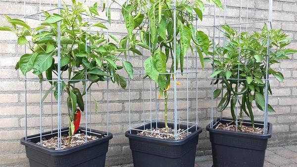 Grote foto zelf kweken 30 unieke plantrekken voor zelfkweker tuin en terras bloemen en planten
