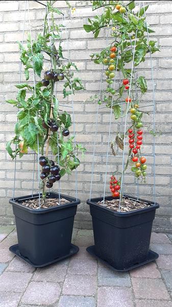 Grote foto zelf kweken 30 unieke plantrekken voor zelfkweker tuin en terras bloemen en planten