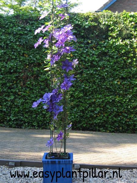 Grote foto plantrekken voor clematis hedera jasmijn tuin en terras hekken en schuttingen