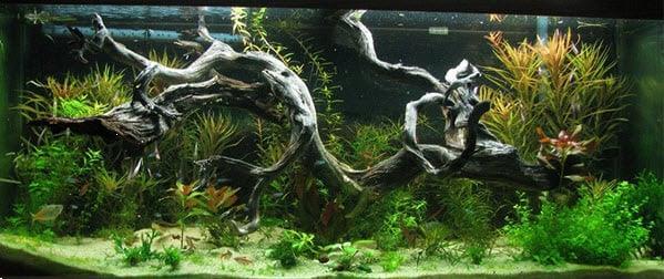 Grote foto spider wood 50 65cm aquarium decoratie hout dieren en toebehoren vissenkommen