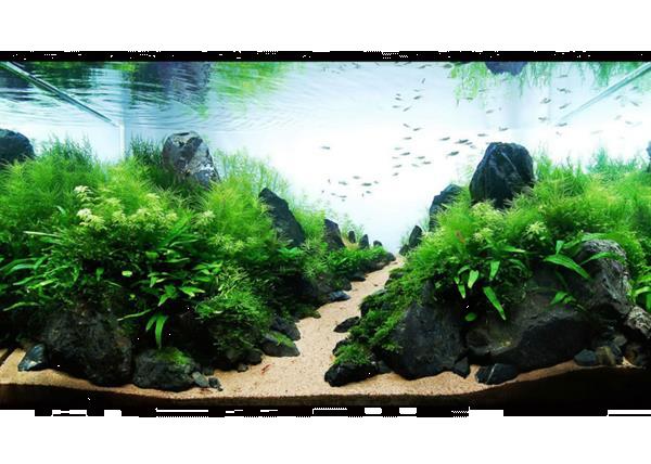 Landscape Stone 10-15cm - Aquarium Decoratie Kopen | Vissenkommen