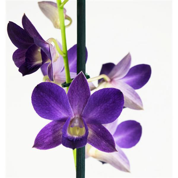Grote foto orchidee dendrobium sa nook bl happiness blauw 2 stuks tuin en terras sierplanten