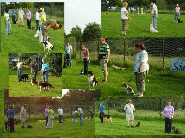 Grote foto puppy cursus in amersfoort dieren en toebehoren puppycursus
