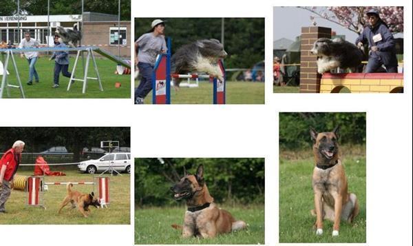 Grote foto puppy cursus in amersfoort dieren en toebehoren puppycursus