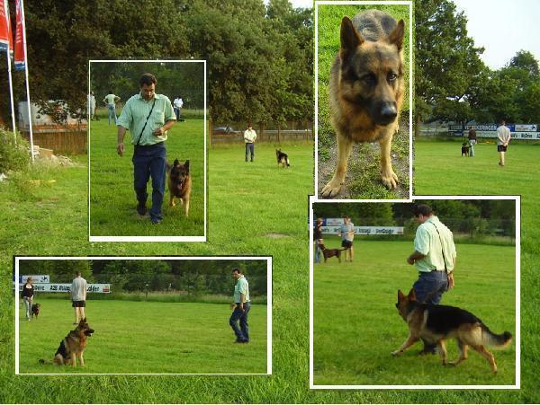 Grote foto puppy cursus in amersfoort dieren en toebehoren puppycursus