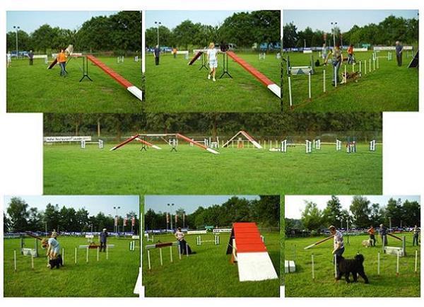 Grote foto puppy cursus in amersfoort dieren en toebehoren puppycursus
