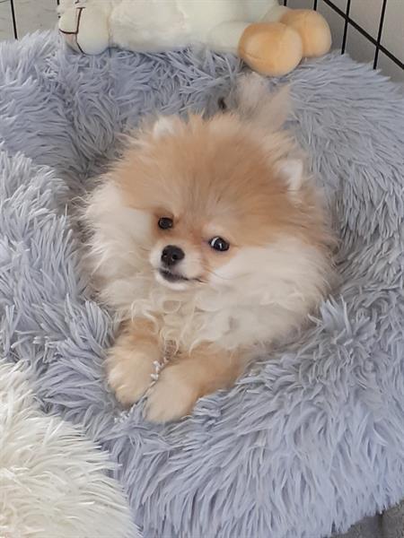 Grote foto super mooie mini pomeriaan dieren en toebehoren chihuahua en gezelschapshonden