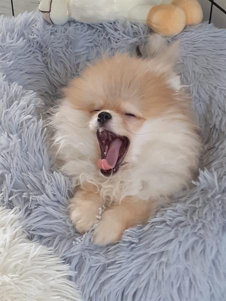 Grote foto super mooie mini pomeriaan dieren en toebehoren chihuahua en gezelschapshonden