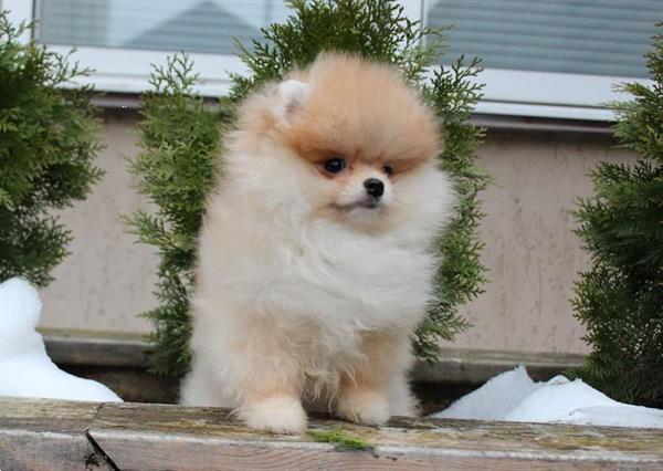 Grote foto super mooie mini pomeriaan dieren en toebehoren chihuahua en gezelschapshonden