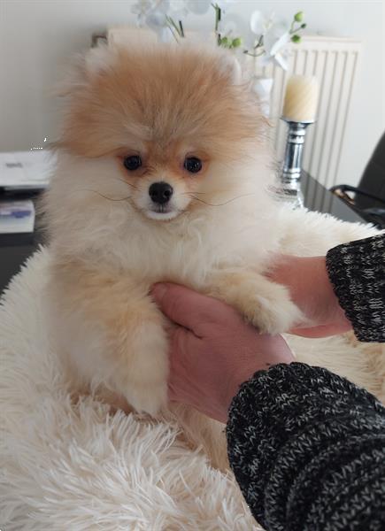 Grote foto super mooie mini pomeriaan dieren en toebehoren chihuahua en gezelschapshonden