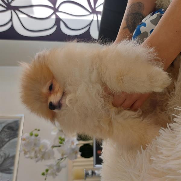 Grote foto super mooie mini pomeriaan dieren en toebehoren chihuahua en gezelschapshonden