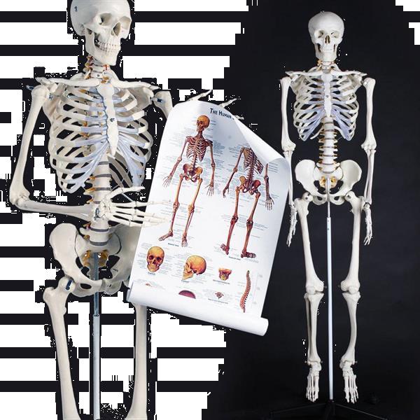 Grote foto prof levensgroot anatomiemodel skelet geraamte anatomie diversen verpleegmiddelen en hulpmiddelen