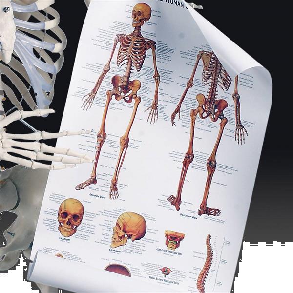 Grote foto prof levensgroot anatomiemodel skelet geraamte anatomie diversen verpleegmiddelen en hulpmiddelen