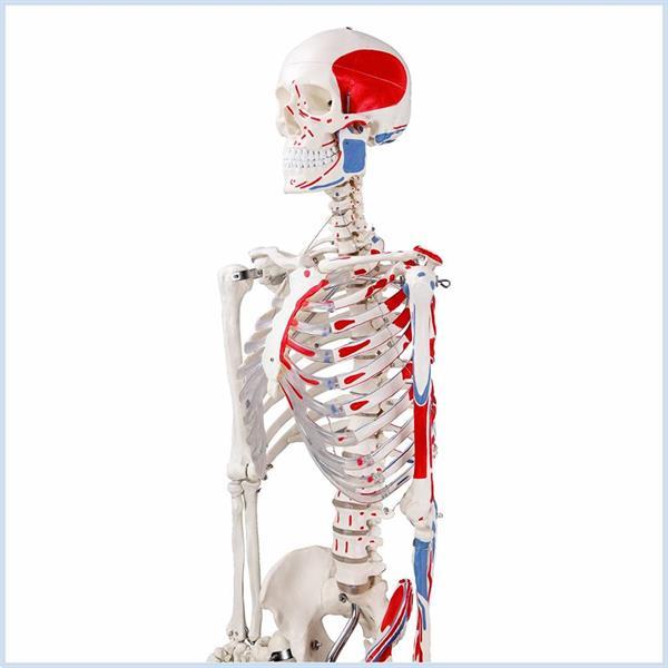 Grote foto anatomisch skelet met spieraanduiding menselijk geraamte w diversen verpleegmiddelen en hulpmiddelen