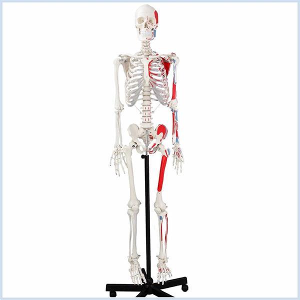 Grote foto anatomisch skelet met spieraanduiding menselijk geraamte w diversen verpleegmiddelen en hulpmiddelen