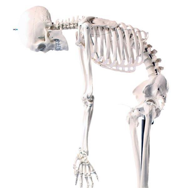 Grote foto anatomisch skelet ware grootte flexibel geraamte anatomie diversen verpleegmiddelen en hulpmiddelen