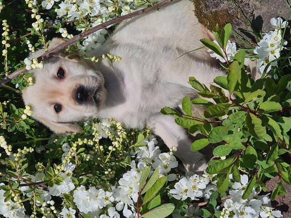 Grote foto blonde labrador pups dieren en toebehoren retrievers spani ls en waterhonden
