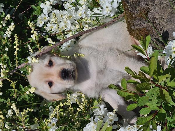 Grote foto blonde labrador pups dieren en toebehoren retrievers spani ls en waterhonden