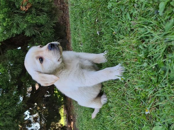 Grote foto blonde labrador pups dieren en toebehoren retrievers spani ls en waterhonden