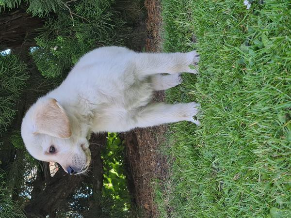 Grote foto blonde labrador pups dieren en toebehoren retrievers spani ls en waterhonden