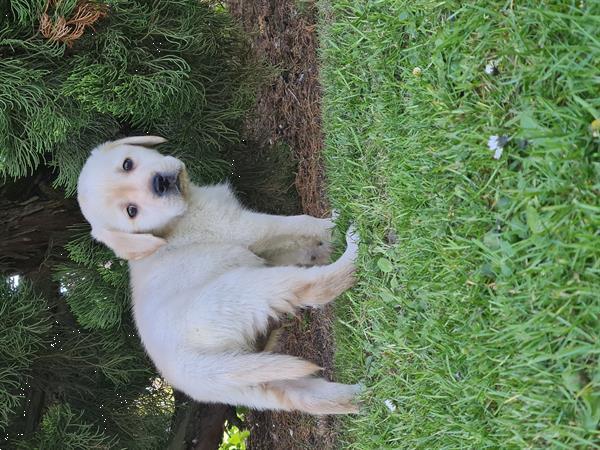 Grote foto blonde labrador pups dieren en toebehoren retrievers spani ls en waterhonden