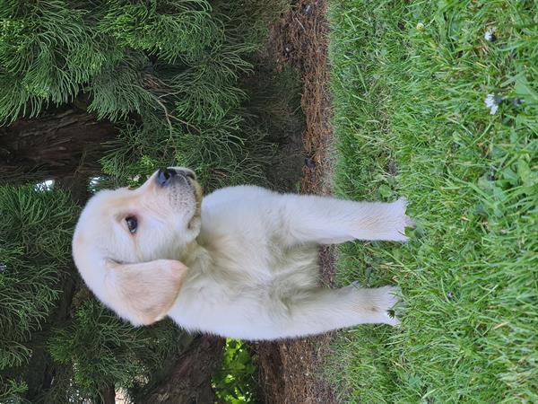 Grote foto blonde labrador pups dieren en toebehoren retrievers spani ls en waterhonden