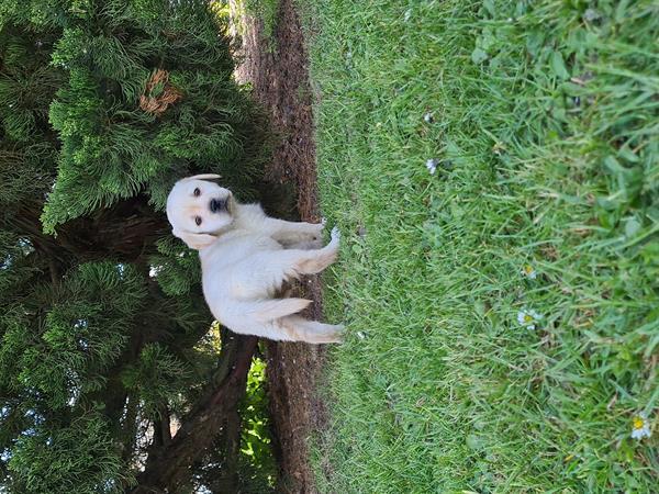 Grote foto blonde labrador pups dieren en toebehoren retrievers spani ls en waterhonden