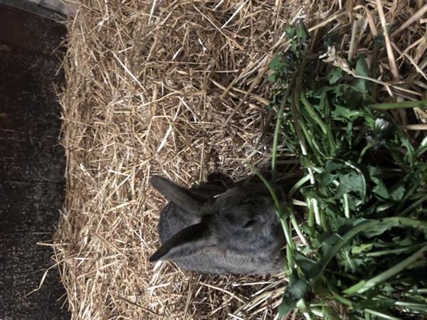 Grote foto lief rammetje dieren en toebehoren konijnen