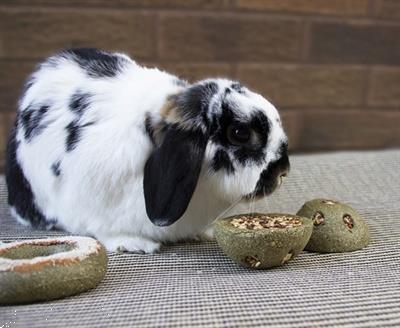 Grote foto rosewood treat n gnaw bunny buns 8x8x4 cm 2 st dieren en toebehoren knaagdier accessoires