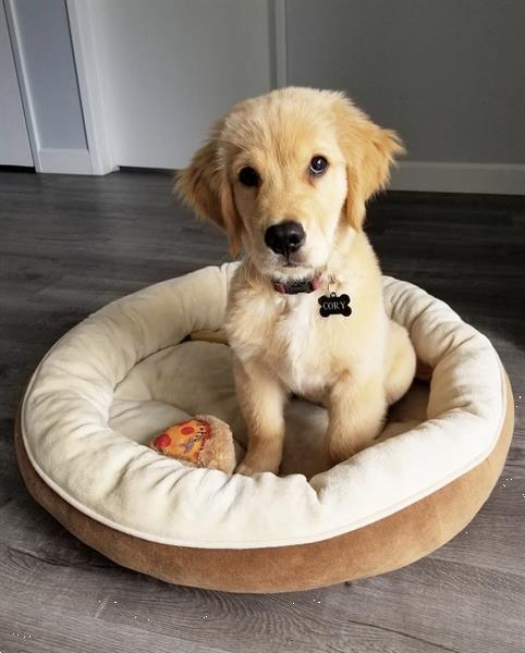 Grote foto golden retriever puppy dieren en toebehoren retrievers spani ls en waterhonden