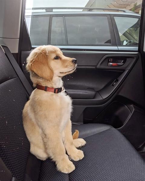 Grote foto golden retriever puppy dieren en toebehoren retrievers spani ls en waterhonden