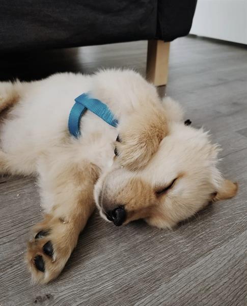 Grote foto golden retriever puppy dieren en toebehoren retrievers spani ls en waterhonden