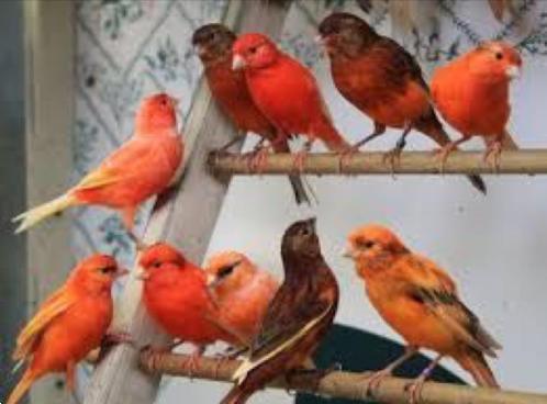 Grote foto zingende zang kanarie 15 inc nieuwe kooi 29 dieren en toebehoren kanaries