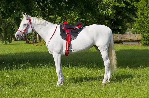 Grote foto norton endurance zadel blauw of rood dieren en toebehoren paarden accessoires