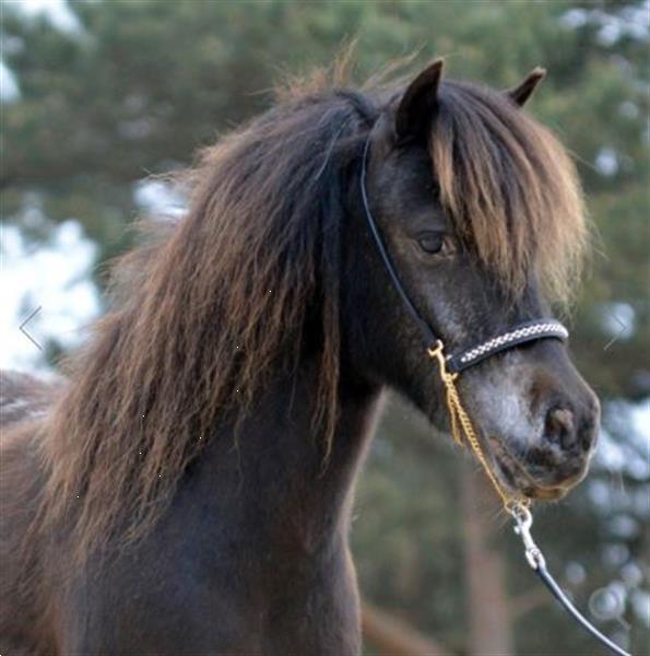 Grote foto falabella shetlander show hoofdstellen dieren en toebehoren paarden accessoires