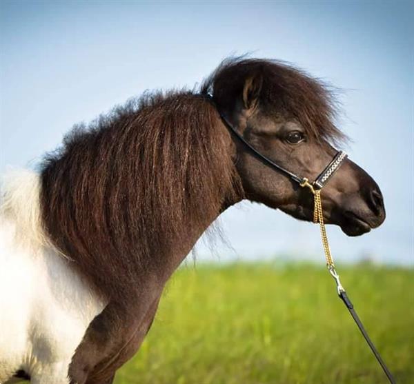 Grote foto falabella shetlander show hoofdstellen dieren en toebehoren paarden accessoires