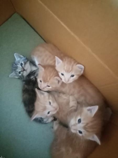 Grote foto 5 schattige kittens cyperse korthaartjes dieren en toebehoren raskatten korthaar