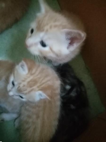 Grote foto 5 schattige kittens cyperse korthaartjes dieren en toebehoren raskatten korthaar