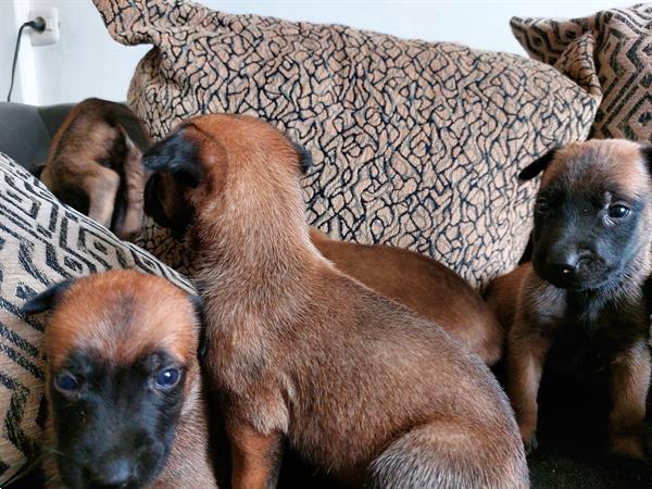Grote foto mooie donkere pups dieren en toebehoren herdershonden en veedrijvers