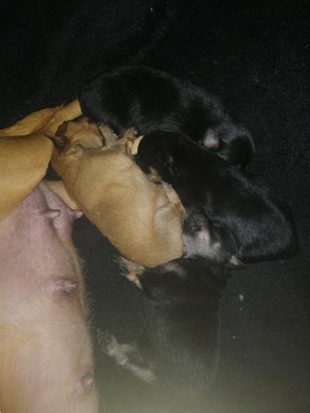 Grote foto pups 2 wekenboud dieren en toebehoren chihuahua en gezelschapshonden