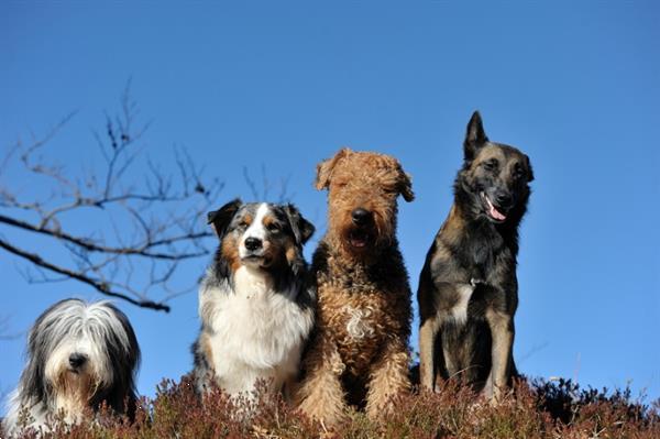 Grote foto vakantiehuis honden toegestaan vakantie huisdieren mee op reis