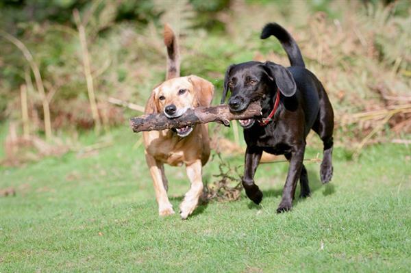 Grote foto vakantiehuis honden toegestaan vakantie huisdieren mee op reis