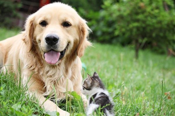 Grote foto vakantiehuis honden toegestaan vakantie huisdieren mee op reis