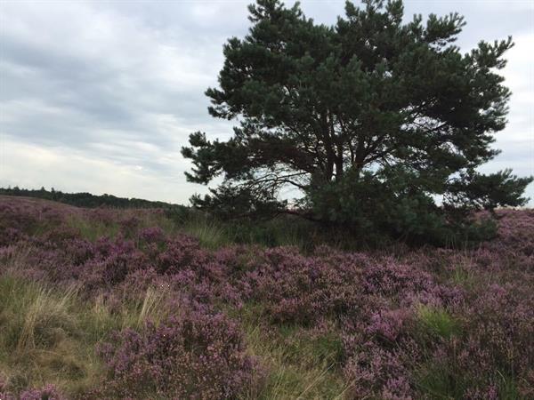 Grote foto chalet roodborstje in vierhouten vakantie nederland midden