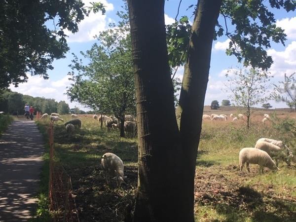 Grote foto chalet roodborstje in vierhouten vakantie nederland midden