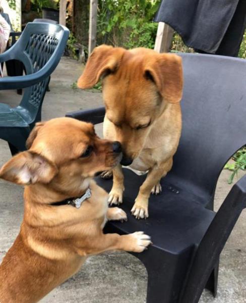 Grote foto aangeboden vijf mooie kruising pups dieren en toebehoren overige honden